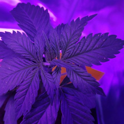 Queen #2 (Skunk) growlog timeline photo