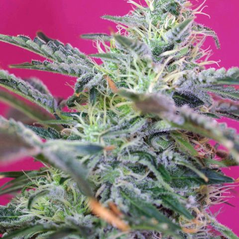 Sweet Cheese Auto #1 growlog photo