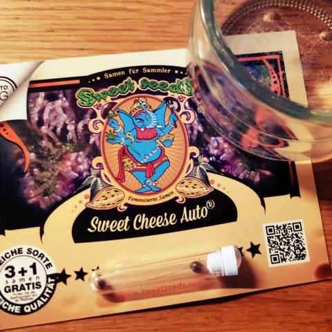 Sweet Cheese Auto #1 growlog photo