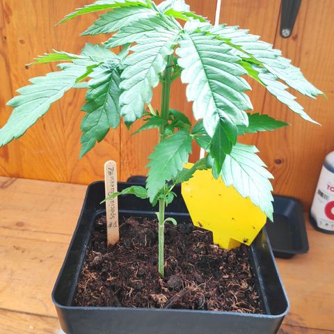 Queen #1 (Skunk) growlog timeline photo