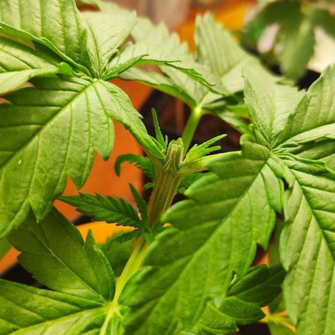 Queen #1 (Skunk) growlog timeline photo
