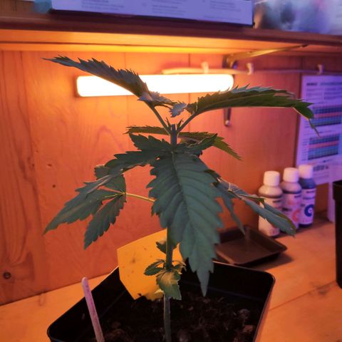 Queen #1 (Skunk) growlog photo: Pflanze stellt nach toppen sichtbar das oberste Blattpaar auf 