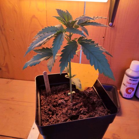 Queen #2 (Skunk) growlog timeline photo