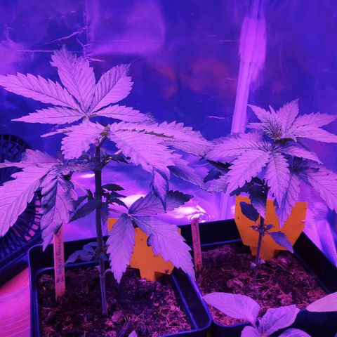 Sweet Cheese Auto #1 growlog photo