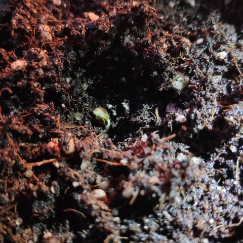 Sweet Cheese Auto #1 growlog photo