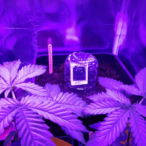 Sweet Cheese Auto #1 growlog photo
