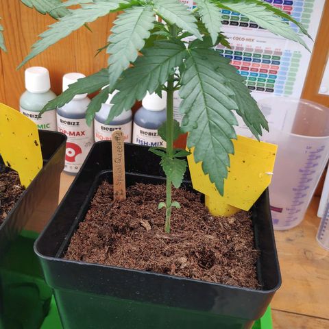 Queen #2 (Skunk) growlog timeline photo