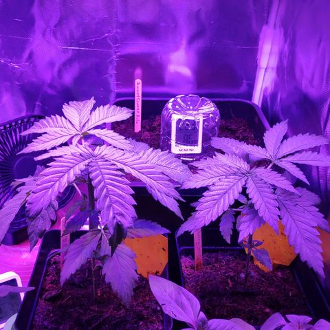 Queen #2 (Skunk) growlog timeline photo