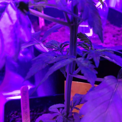 Queen #1 (Skunk) growlog timeline photo