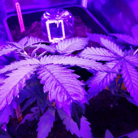 Queen #1 (Skunk) growlog timeline photo