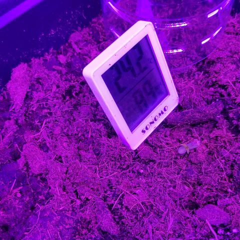 Sweet Cheese Auto #1 growlog timeline photo
