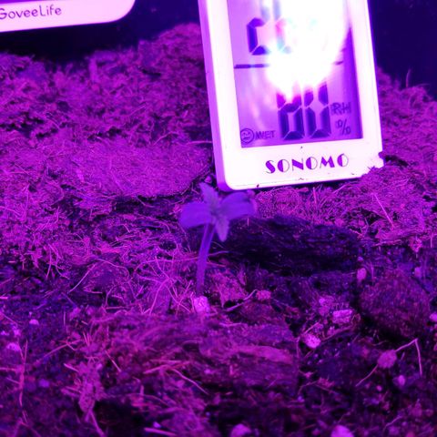 Sweet Cheese Auto #1 growlog timeline photo
