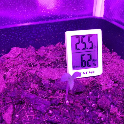 Sweet Cheese Auto #1 growlog timeline photo
