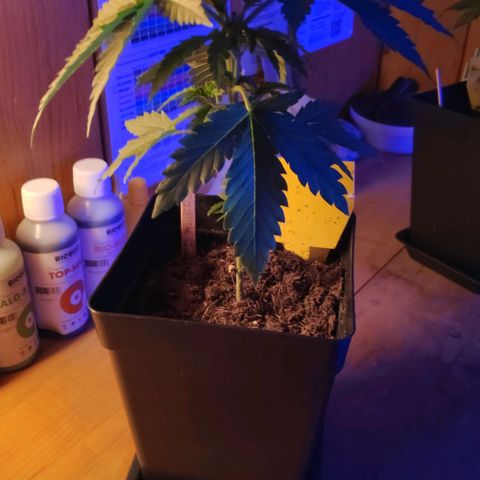 Queen #2 (Skunk) growlog timeline photo