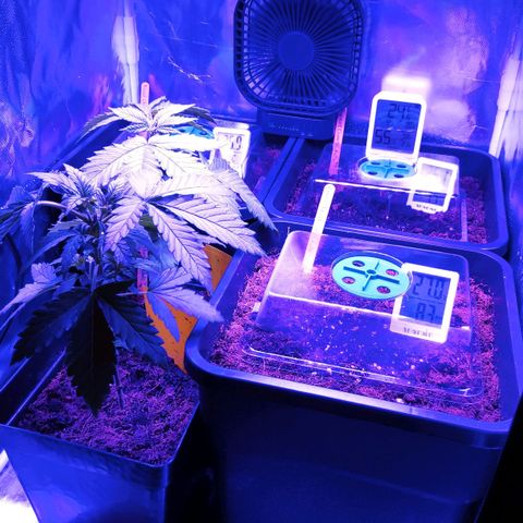 Queen #1 (Skunk) growlog timeline photo