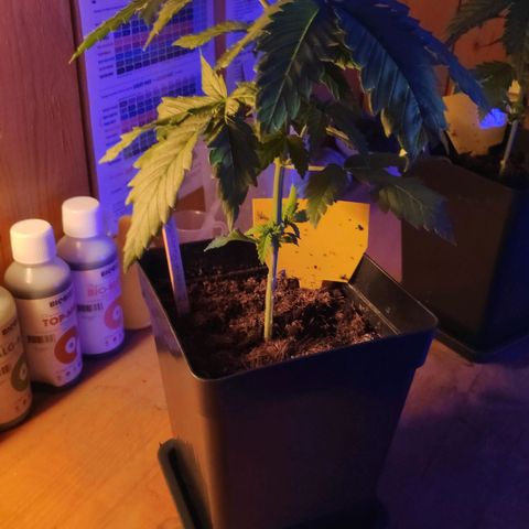 Queen #1 (Skunk) growlog timeline photo