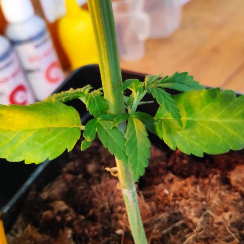 Queen #1 (Skunk) growlog timeline photo