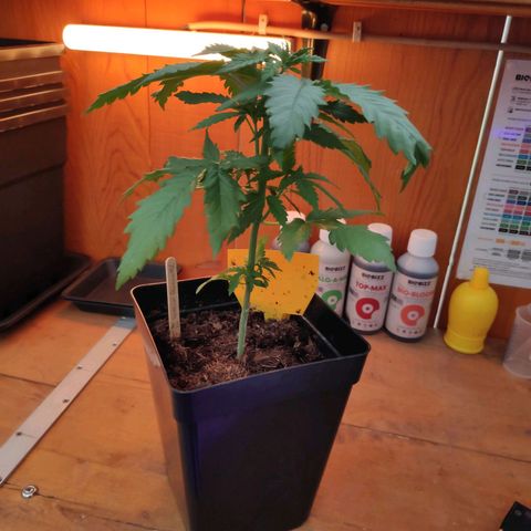 Queen #1 (Skunk) growlog timeline photo