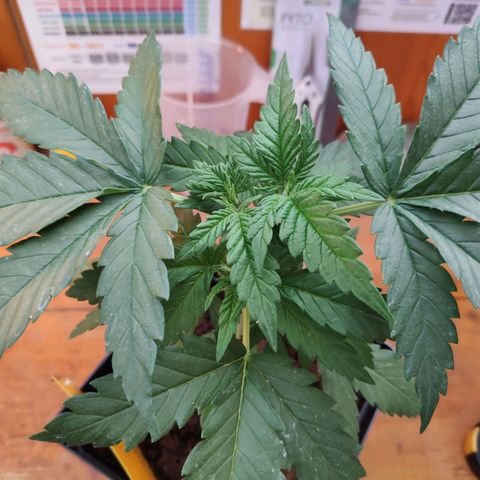 Queen #2 (Skunk) growlog timeline photo