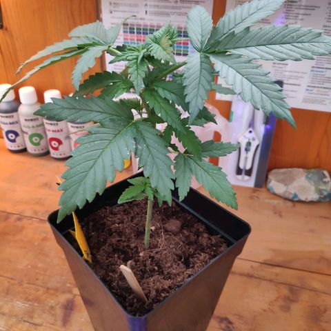 Queen #2 (Skunk) growlog timeline photo
