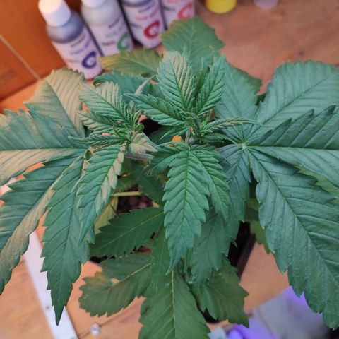 Queen #1 (Skunk) growlog timeline photo