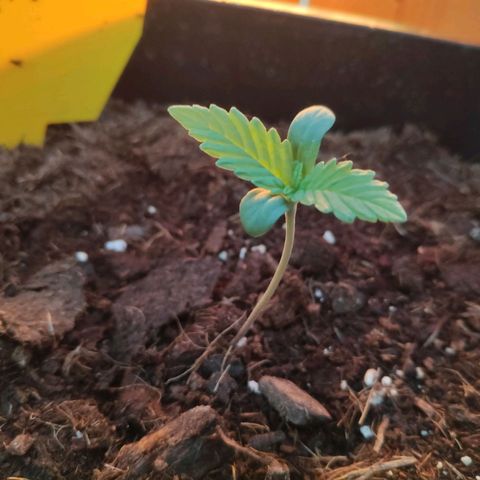 Sweet Cheese Auto #1 growlog timeline photo