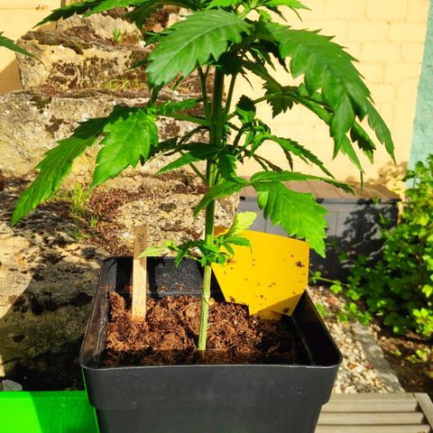 Queen #1 (Skunk) growlog timeline photo