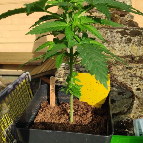 Queen #2 (Skunk) growlog timeline photo