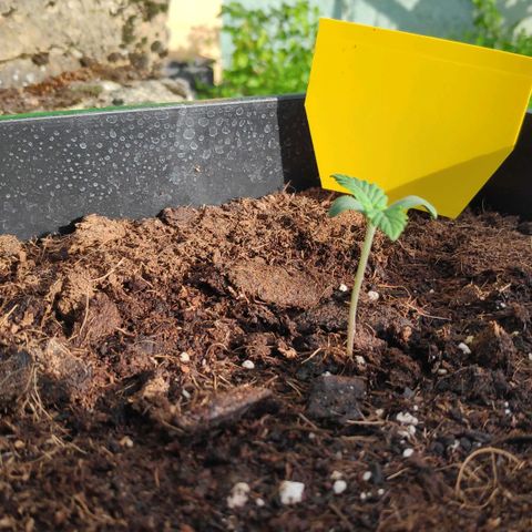 Sweet Cheese Auto #1 growlog timeline photo