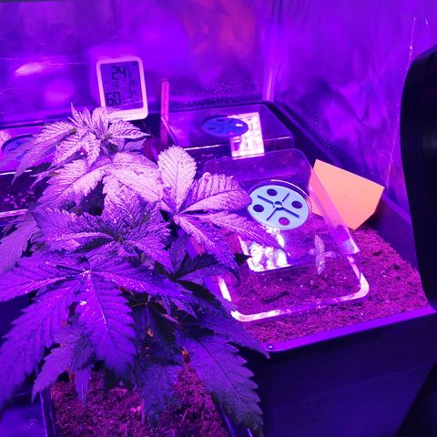 Sweet Cheese Auto #1 growlog timeline photo