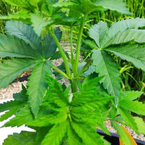 Queen #1 (Skunk) growlog timeline photo