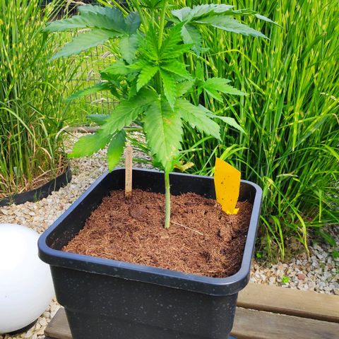 Queen #1 (Skunk) growlog timeline photo