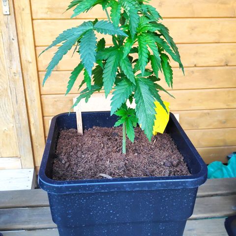 Queen #2 (Skunk) growlog timeline photo