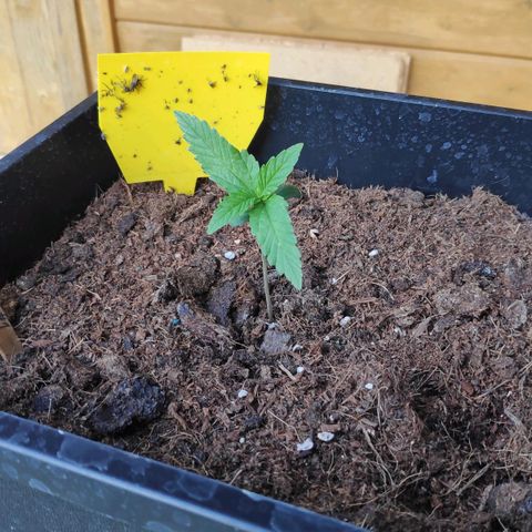 Sweet Cheese Auto #1 growlog timeline photo