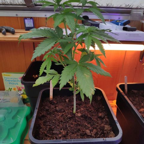 Queen #1 (Skunk) growlog timeline photo