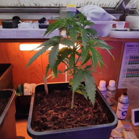 Queen #2 (Skunk) growlog timeline photo