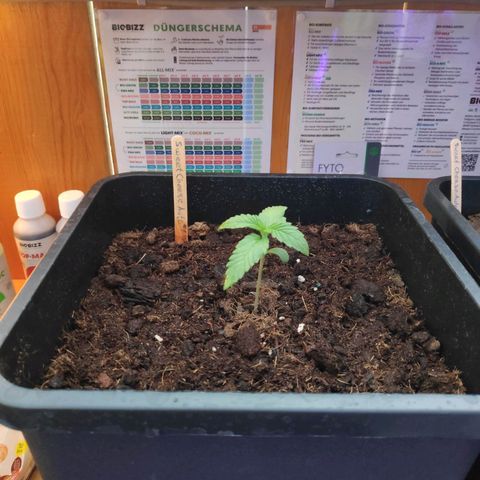 Sweet Cheese Auto #1 growlog timeline photo
