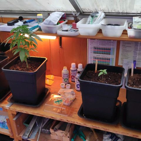 Queen #1 (Skunk) growlog timeline photo