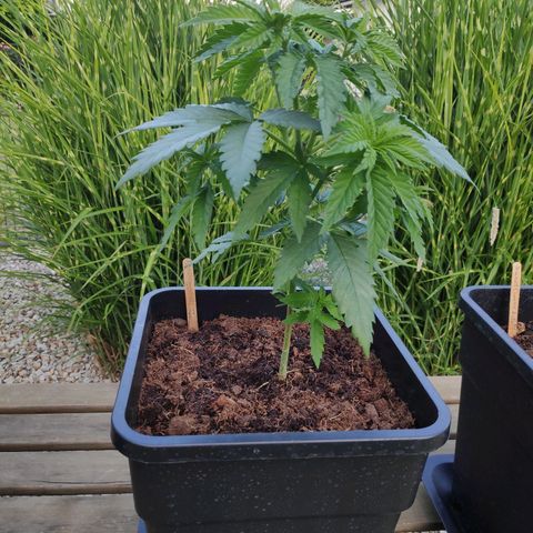 Queen #2 (Skunk) growlog timeline photo