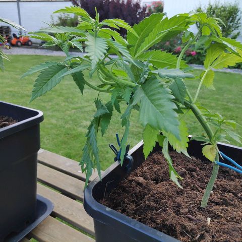 Queen #2 (Skunk) growlog timeline photo