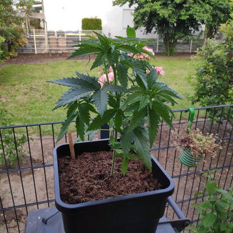 Queen #2 (Skunk) growlog timeline photo