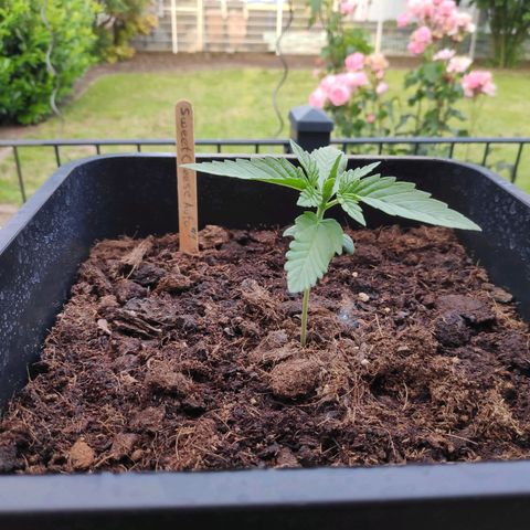 Sweet Cheese Auto #1 growlog timeline photo