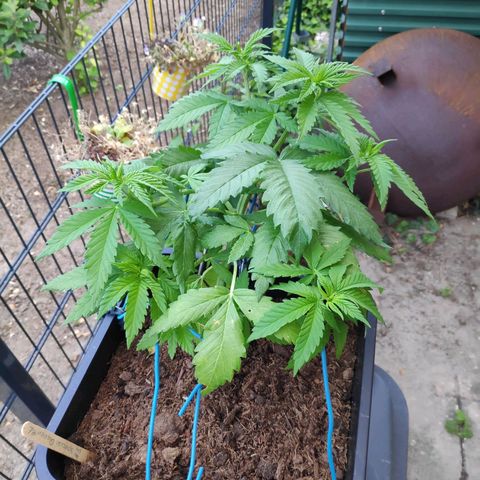 Queen #1 (Skunk) growlog timeline photo