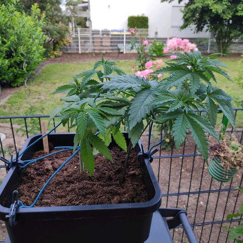 Queen #1 (Skunk) growlog timeline photo