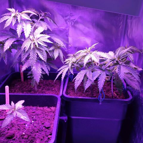 Queen #2 (Skunk) growlog timeline photo