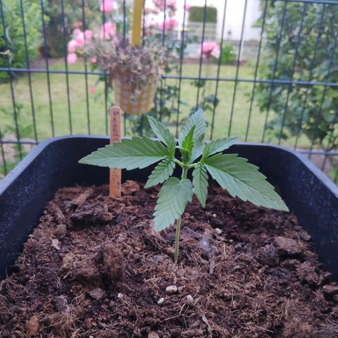Sweet Cheese Auto #1 growlog timeline photo
