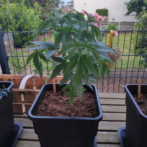 Queen #2 (Skunk) growlog timeline photo