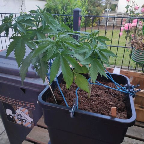 Queen #2 (Skunk) growlog timeline photo