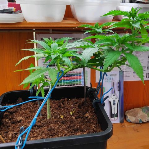 Queen #1 (Skunk) growlog timeline photo