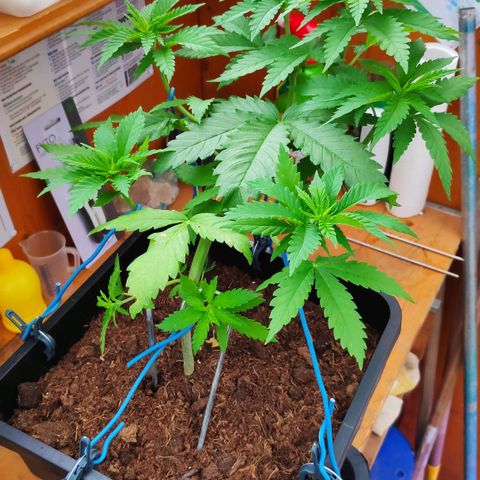Queen #1 (Skunk) growlog timeline photo